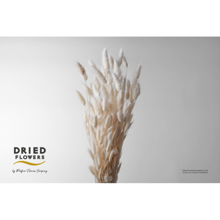 DRIED LAGURUS PRESERVADO BLANCO1