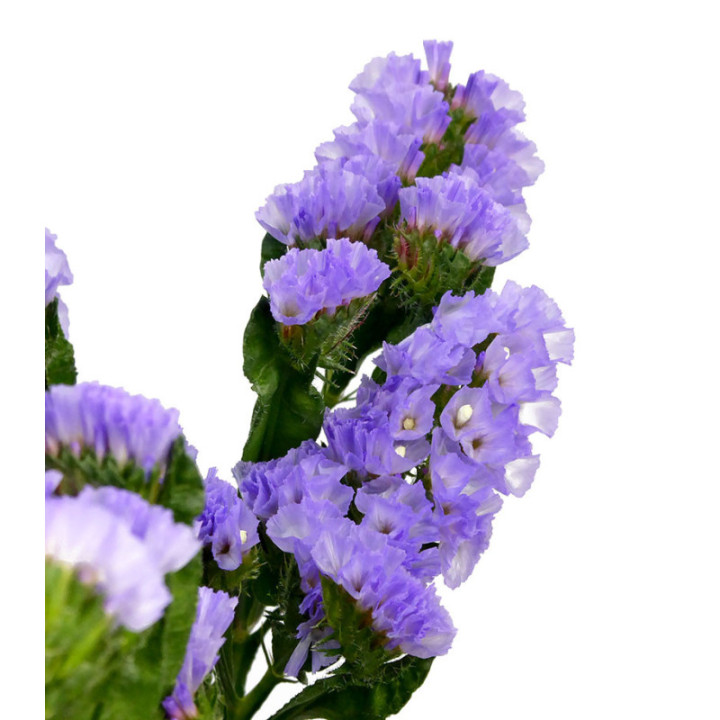 STATICE MALVA1