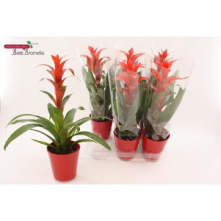 PL. GUZMANIA ALLURA 55CM X61