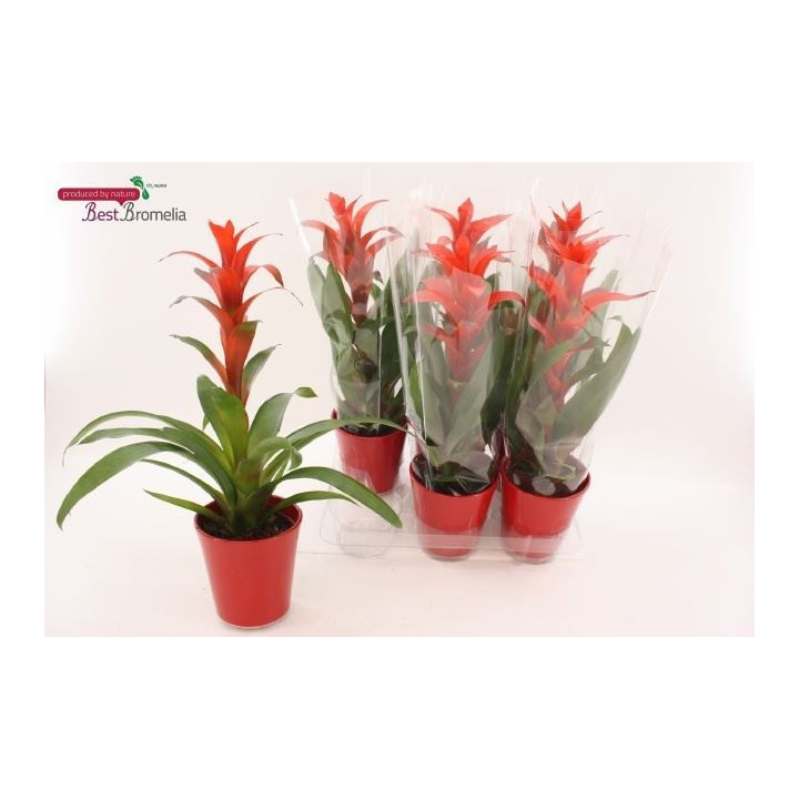 PL. GUZMANIA ALLURA 55CM X61