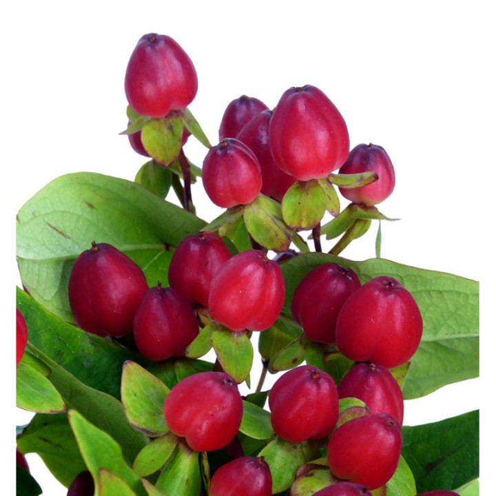 HYPERICUM MAGICAL TRIUMPH 601