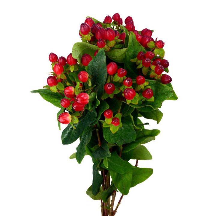 HYPERICUM MAGICAL TRIUMPH 602
