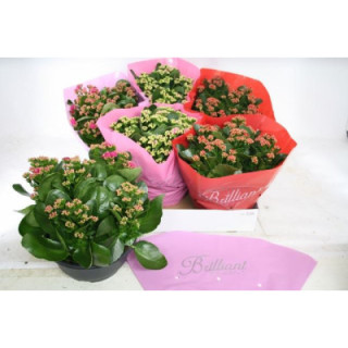 PL. KALANCHOE MIXTO 4KL 27CM X21