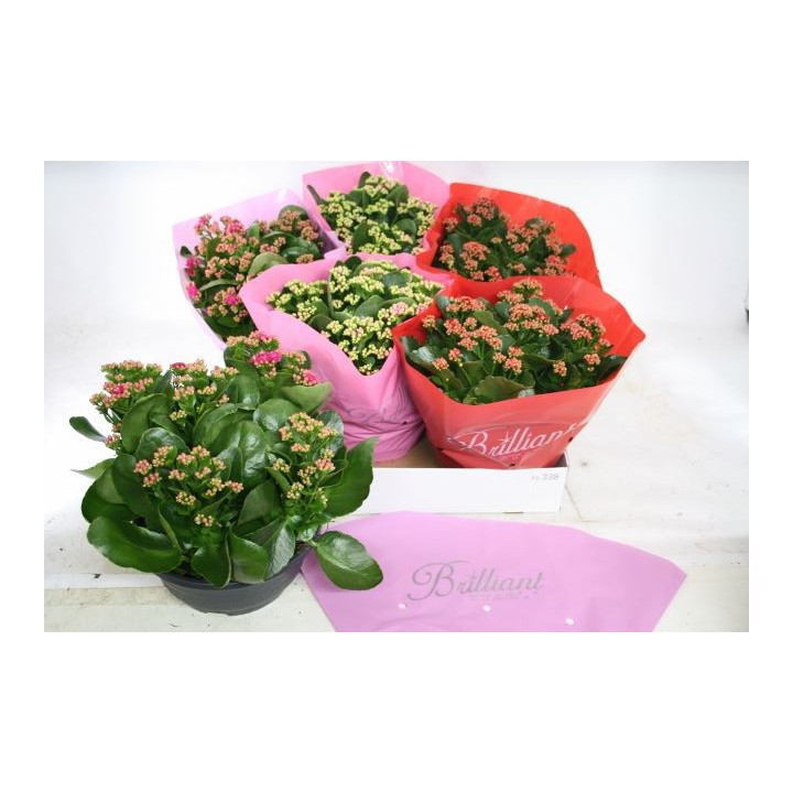 PL. KALANCHOE MIXTO 4KL 27CM X21