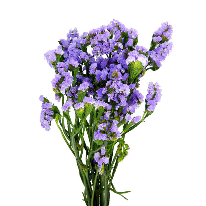 STATICE MALVA2
