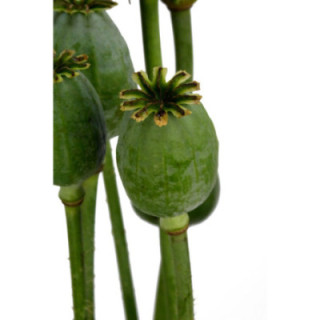 PAPAVER ZAADDOZEN 651
