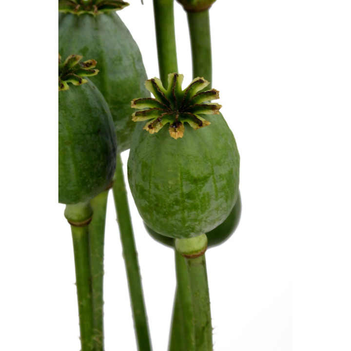 PAPAVER ZAADDOZEN 651