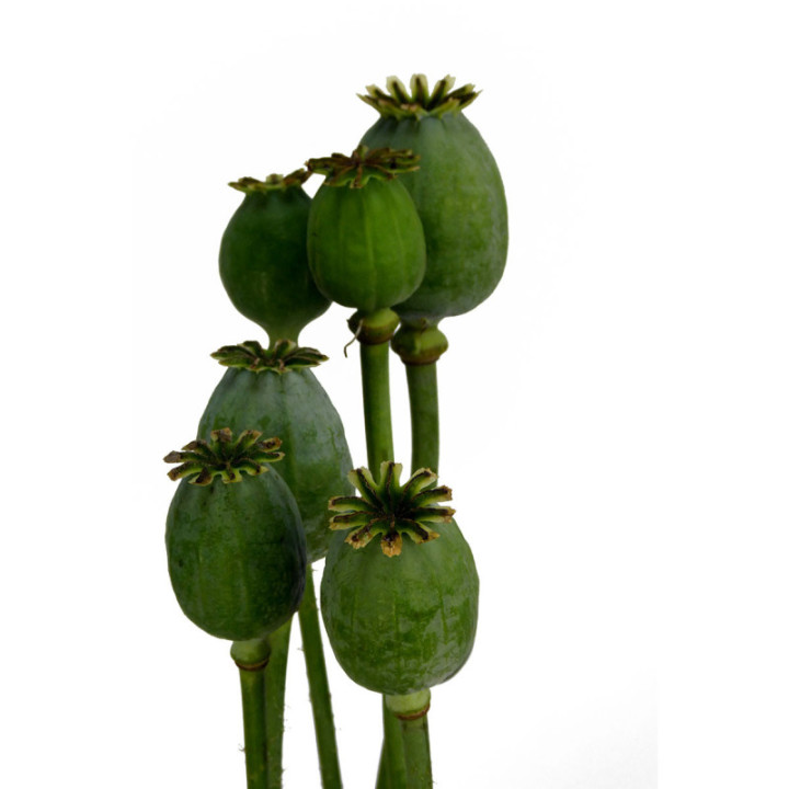 PAPAVER ZAADDOZEN 652
