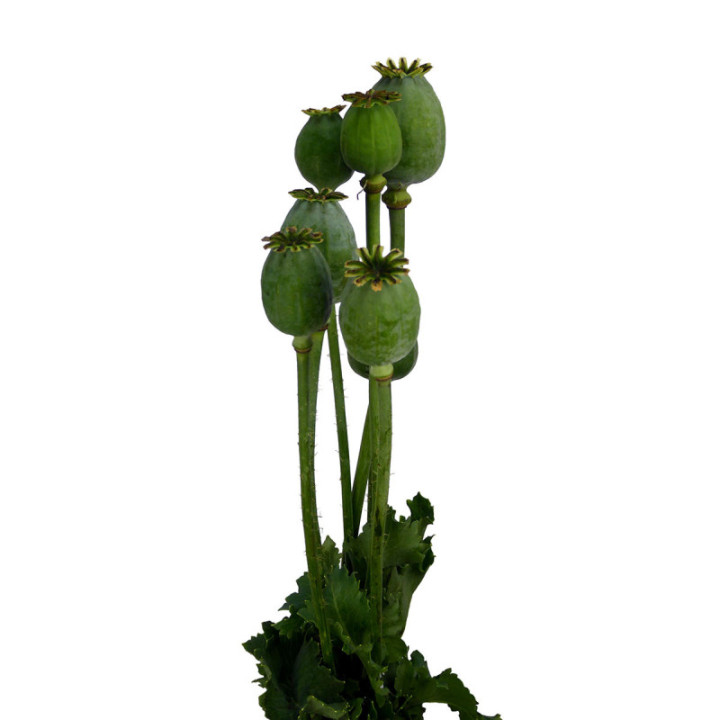PAPAVER ZAADDOZEN 653