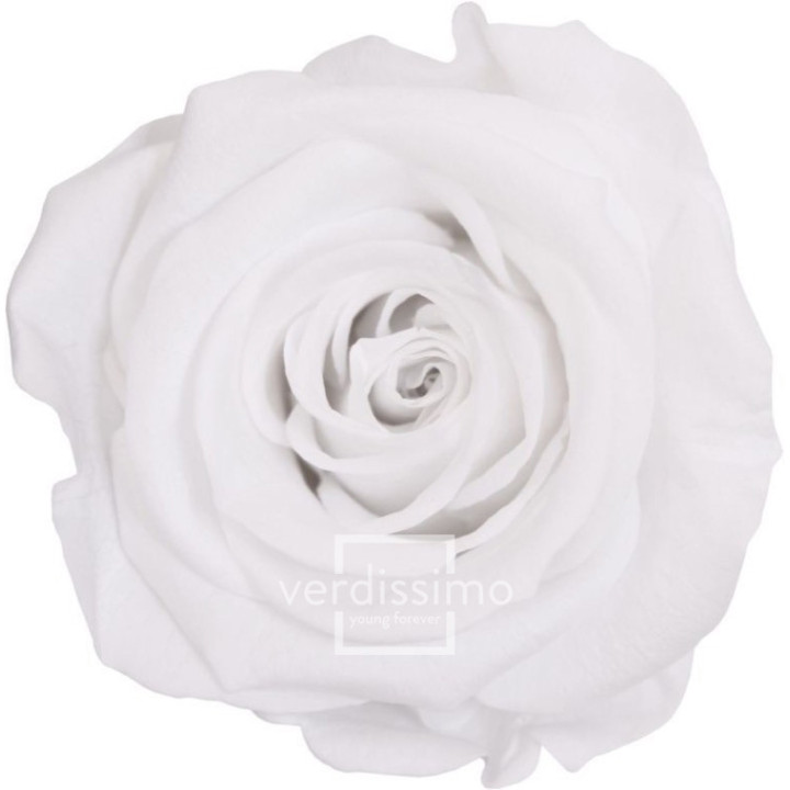 ROSA AMOROSA PRESERVADA ESTANDAR PRZ/10001