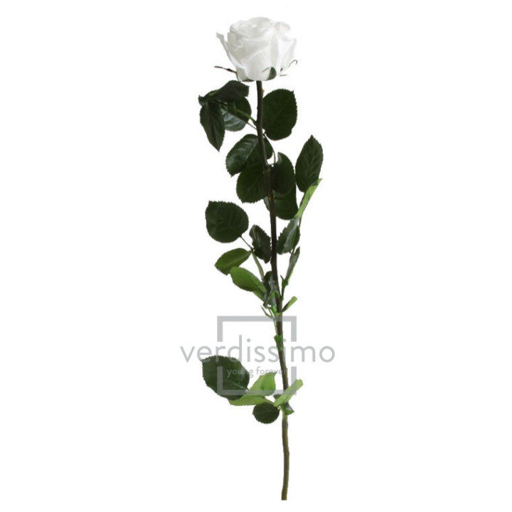 ROSA AMOROSA PRESERVADA ESTANDAR PRZ/10002