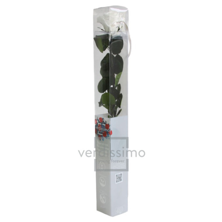 ROSA AMOROSA PRESERVADA ESTANDAR PRZ/10003