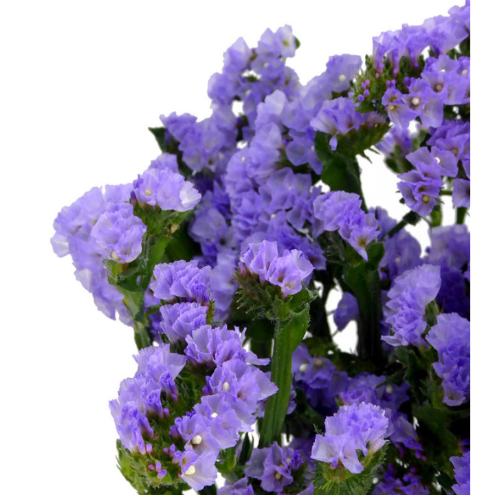 STATICE MALVA3
