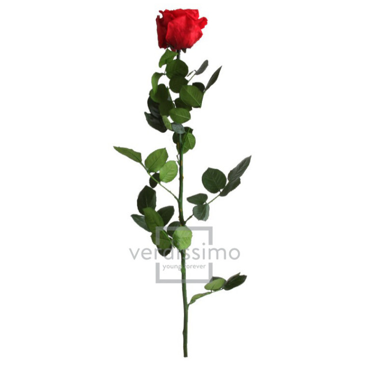 ROSA AMOROSA PRESERVADA ESTANDAR PRZ/12002