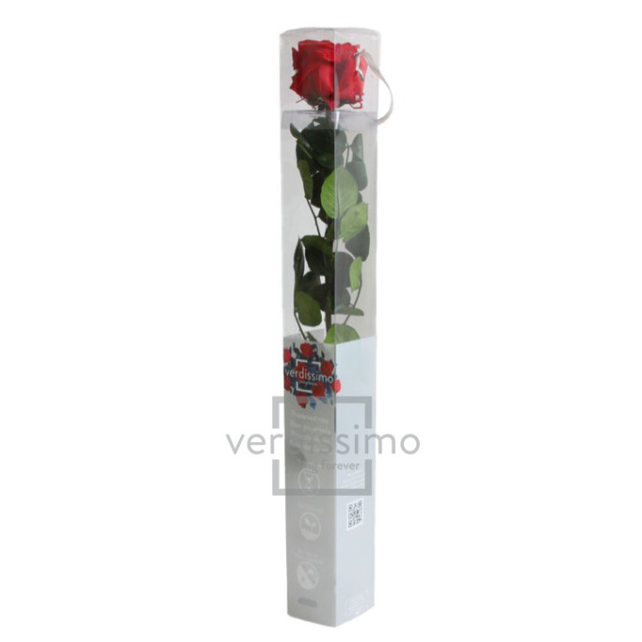 ROSA AMOROSA PRESERVADA ESTANDAR PRZ/12003