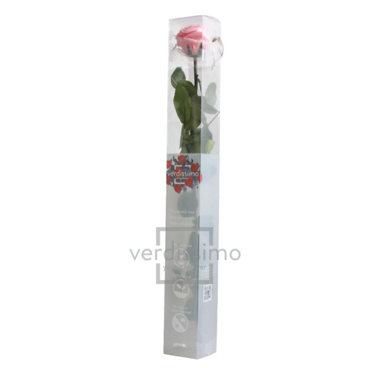 ROSA AMOROSA PRESERVADA ESTANDAR PRZ/14203
