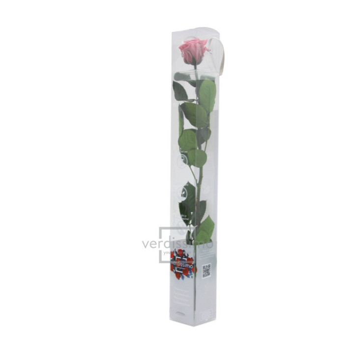 ROSA AMOROSA PRESERVADA ESTANDAR PRZ/14802
