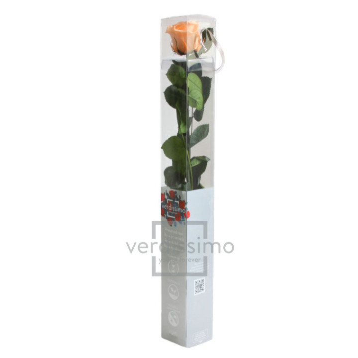ROSA AMOROSA PRESERVADA ESTANDAR PRZ/15503
