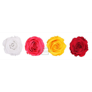 ROSA AMOROSA PRESERVADA ESTANDAR PRZ/19991