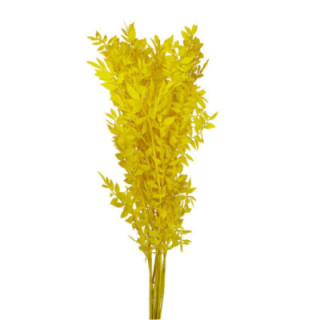 RUSCUS FINO PRESERVADO AMARILLO1