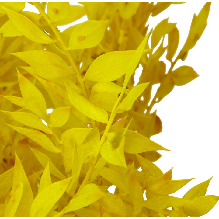 RUSCUS FINO PRESERVADO AMARILLO2