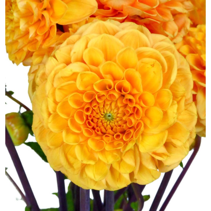 DAHLIA SYLVIA 501