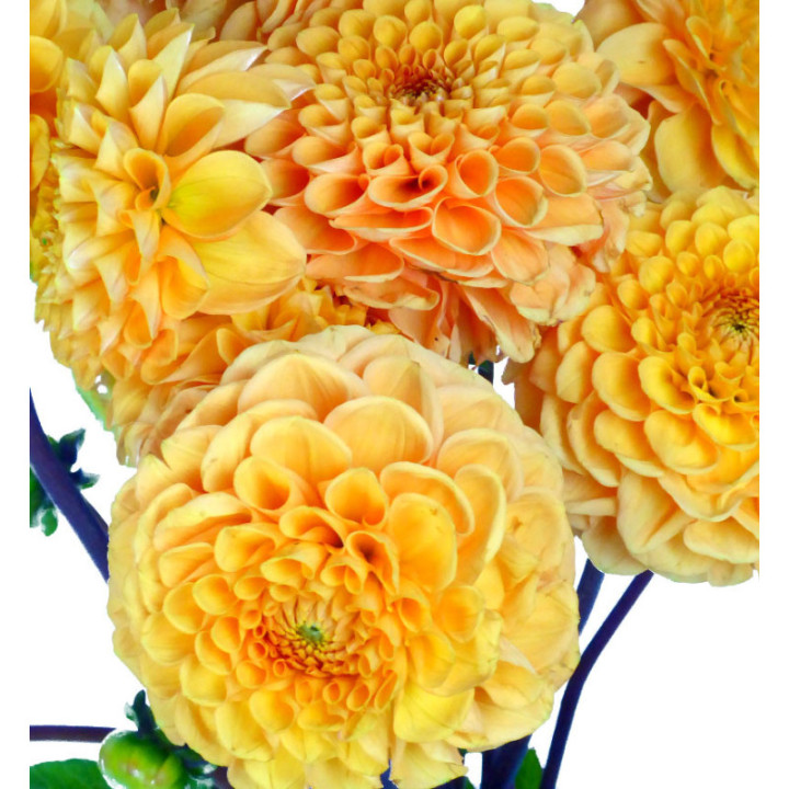 DAHLIA SYLVIA 502