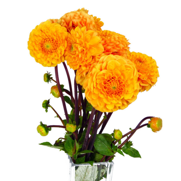 DAHLIA SYLVIA 503