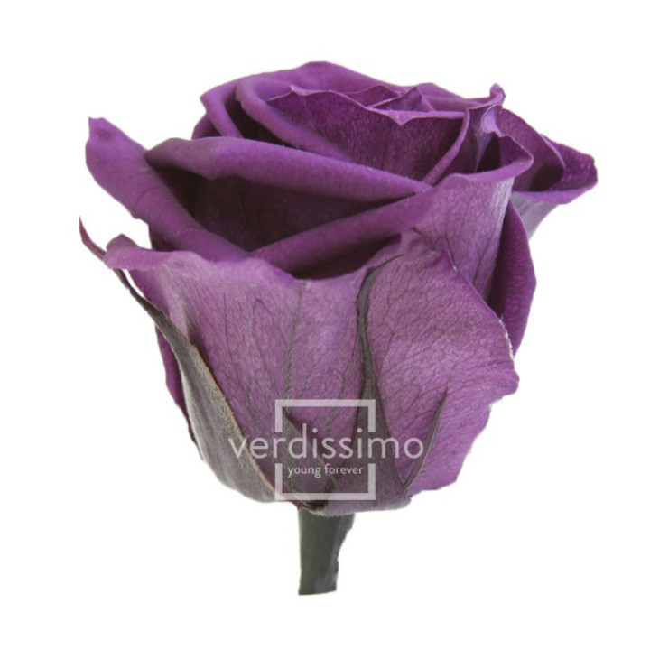 ROSA AMOROSA PRESERVADA ESTANDAR PRZ/18402