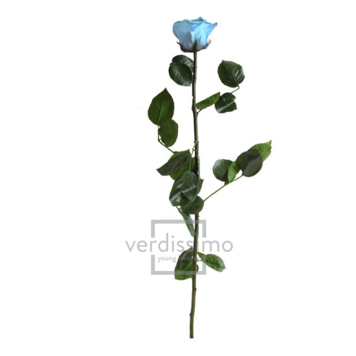 ROSA AMOROSA PRESERVADA ESTANDAR PRZ/16402
