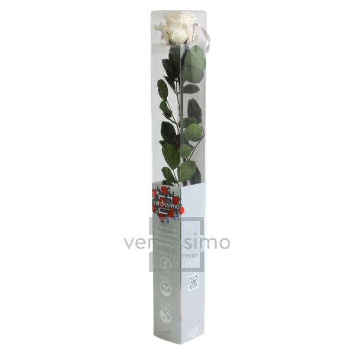 ROSA AMOROSA PRESERVADA ESTANDAR PRZ/10202