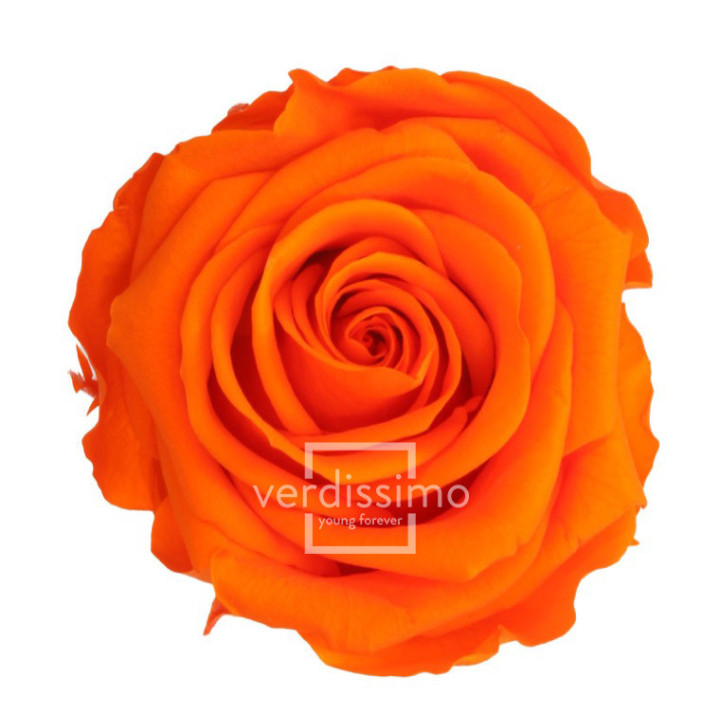ROSA AMOROSA PRESERVADA ESTANDAR PRZ/15301
