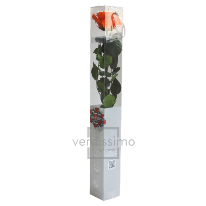 ROSA AMOROSA PRESERVADA ESTANDAR PRZ/15302