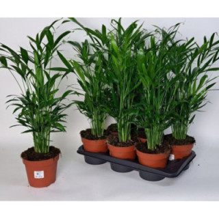 PL. CHAMAEDORA CATARACTARUM 75CM X61
