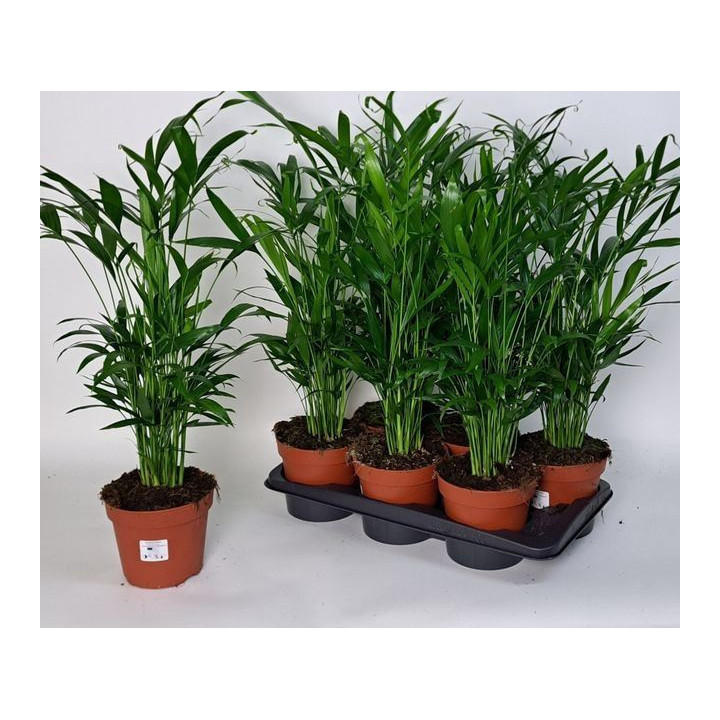 PL. CHAMAEDORA CATARACTARUM 75CM X61