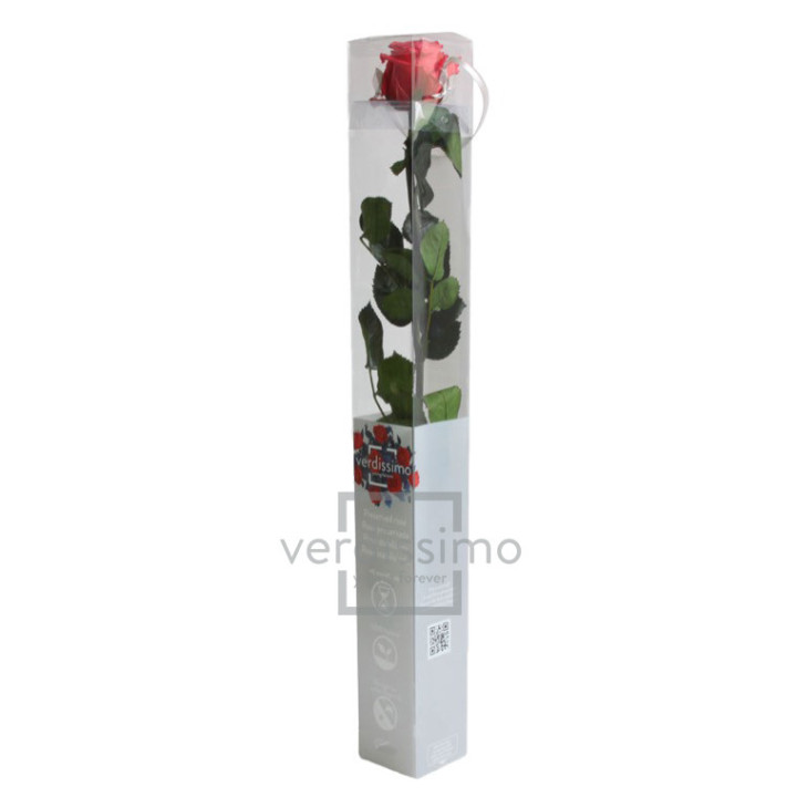 ROSA AMOROSA PRESERVADA ESTANDAR PRZ/14301