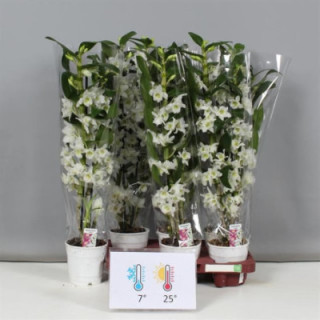 PL. DENDROBIUM NOBILE STAR CLASS APOLLO 50CM X61