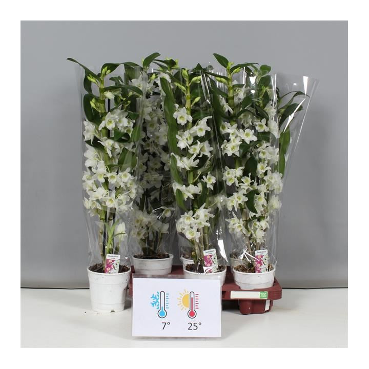 PL. DENDROBIUM NOBILE STAR CLASS APOLLO 50CM X61