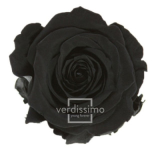 ROSA AMOROSA PRESERVADA ESTANDAR PRZ/19901
