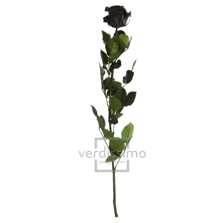 ROSA AMOROSA PRESERVADA ESTANDAR PRZ/19902