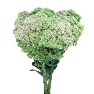 SEDUM NAC NATURAL1