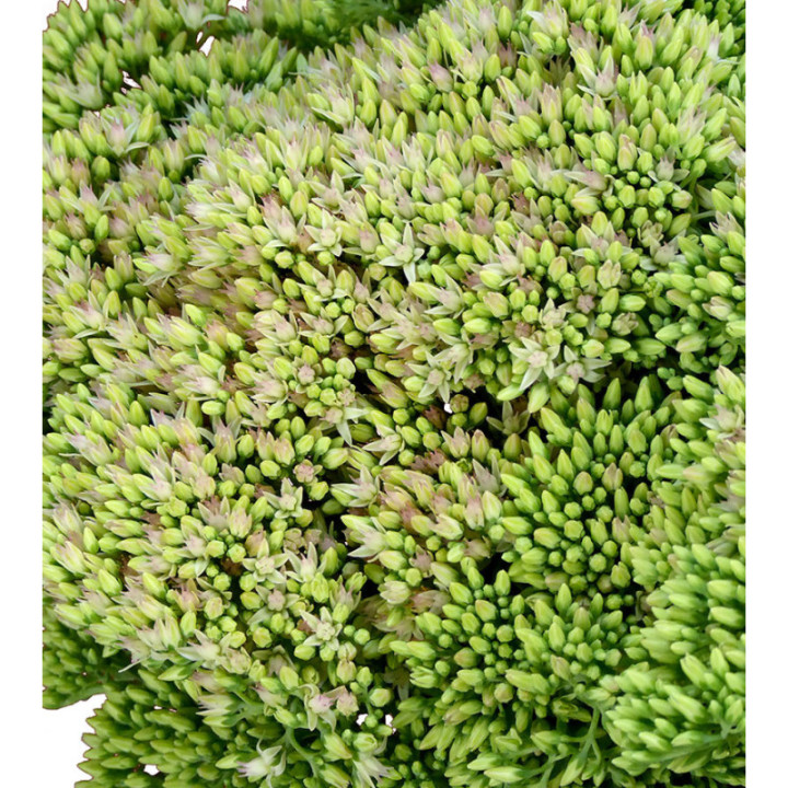 SEDUM NAC NATURAL2