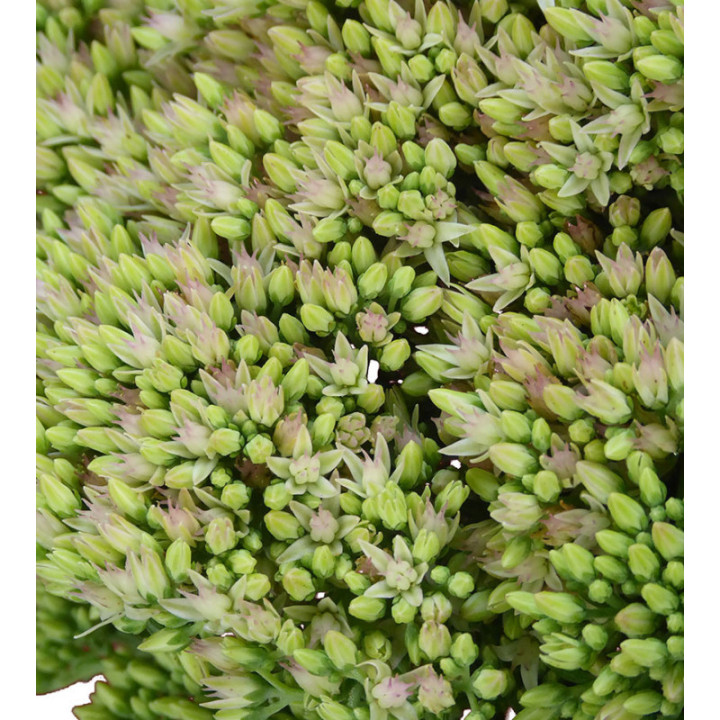 SEDUM NAC NATURAL3