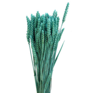 TRIGO SECO AZUL AQUA1