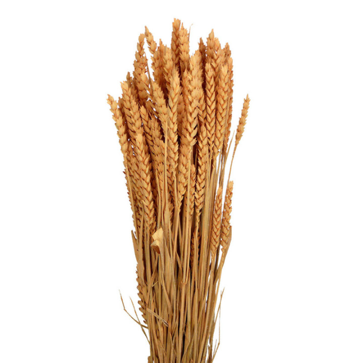 TRIGO SECO CORAL1