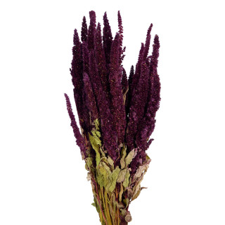 AMARANTHUS SECO ROJO1