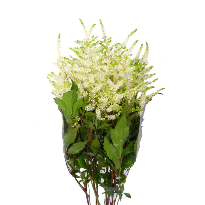 ASTILBE WHASINGTHON 551