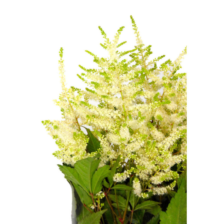 ASTILBE WHASINGTHON 552