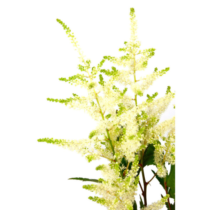 ASTILBE WHASINGTHON 553