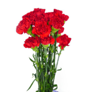 CLAVEL SELECT ROJO1
